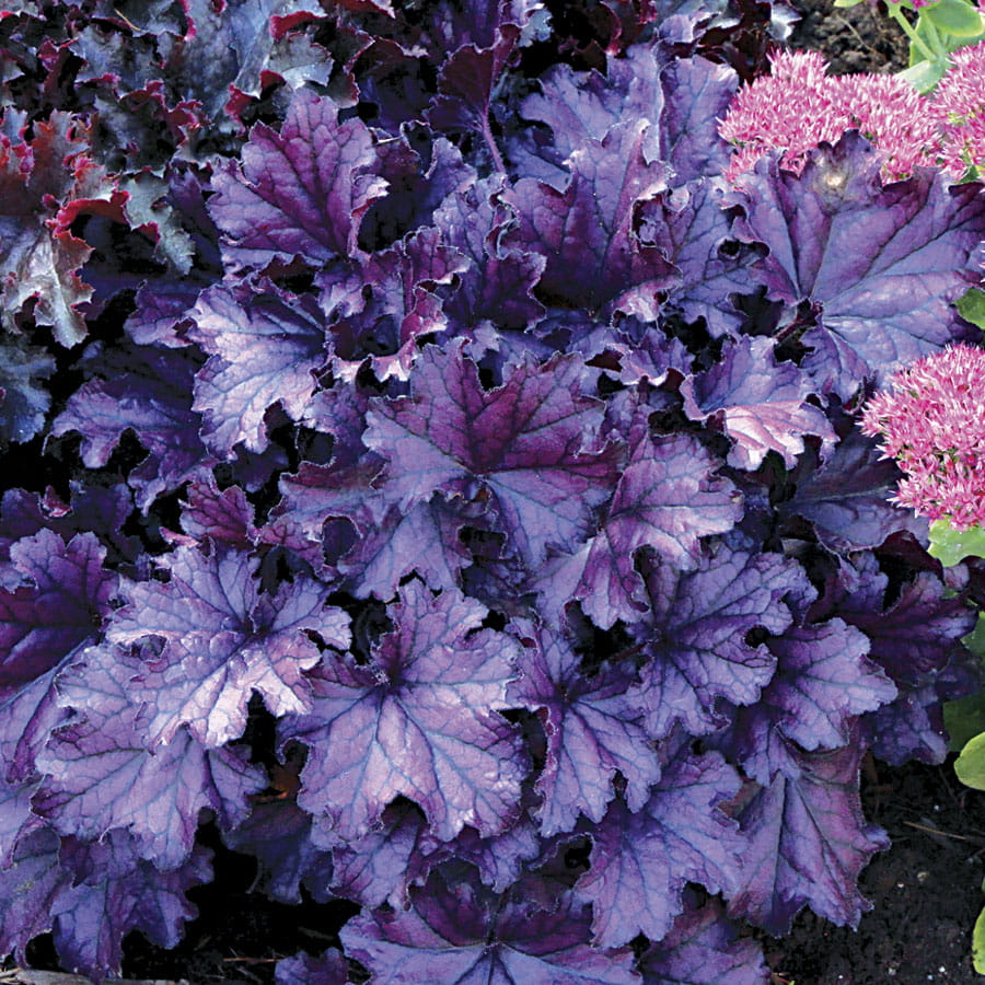 ŻURAWKA Forever Purple Heuchera