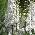 Delphinium_Galahad_Pacific_.jpg