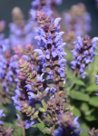 Szałwia Salute Ice Blue (Salvia nemerosa) – Wczesna, mrozoodporna odmiana