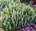 plant_28324_user_1656_20200225211456.jpg