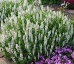 Szałwia 'Salute White' (Salvia nemorosa) – Biała, Obficie Kwitnąca Odmiana