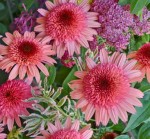Jeżówka 'Raspberry Truffle' (Echinacea) - Wyjątkowa Odmiana o Malinowych Kwiatach