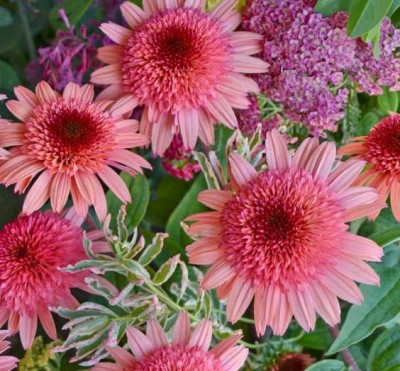 Jeżówka 'Raspberry Truffle' (Echinacea) - Wyjątkowa Odmiana o Malinowych Kwiatach