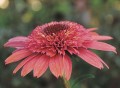 Echinacea Raspberry Truffle 4.jpg