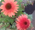 Echinacea Raspberry Truffle 2.jpg