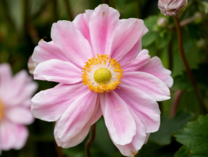 Zawilec japoński 'Garden Breeze Whirlwind Pink' – Różowa Elegancja w Twoim Ogrodzie 