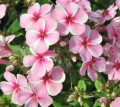 Pink Candy.jpg