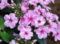 Pink Candy early_.jpg