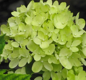 Hortensja Bukietowa 'Little Lime' – Drzewko, które Zachwyci Każdego Ogrodnika!