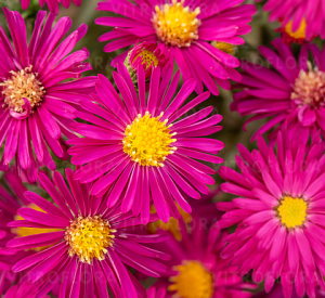 ASTER NOWOANGIELSKI 'Crimson Brocade' – Purpurowa Fiesta Jesieni