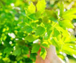 LUBCZYK OGRODOWY – AROMATYCZNA PRZYPRAWA I NATURALNY LEK