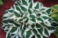 pol_pl_Funkia-Hosta-Patriot-31638_4.jpg