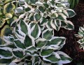 Hosta-Patriot.jpg