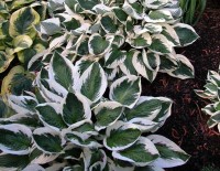 FUNKIA 'PATRIOT' – ELEGANCKA KRÓLOWA CIENIA
