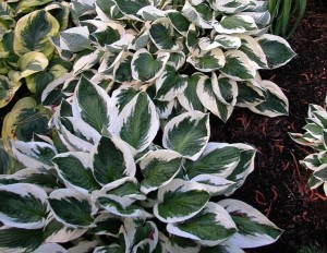 FUNKIA 'PATRIOT' – ELEGANCKA KRÓLOWA CIENIA