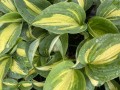 IMG_0879.jpeg