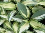 FUNKIA HOSTA 'HANS' – ELEGANCKA OLBRZYMKA DO CIENIA OPIS ODMIANY