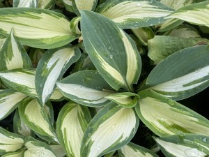 FUNKIA HOSTA 'HANS' – ELEGANCKA OLBRZYMKA DO CIENIA OPIS ODMIANY