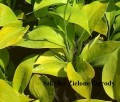 hosta golden waffles sadzonka.jpg