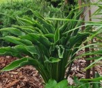 HOSTA FUNKIA 'PRAYING HANDS' – MODLITEWNE UNIKATUM WŚRÓD HOST