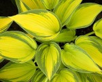 Funkia HOSTA 'JUNE' – Złocista Ozdoba Cienistych Zakątków