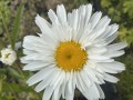 IMG_1181.jpeg