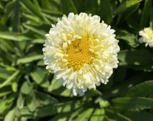 ZŁOCIEŃ WIELKI 'LUNA' (Leucanthemum maximum) – Słoneczna Energia w Twoim Ogrodzie 