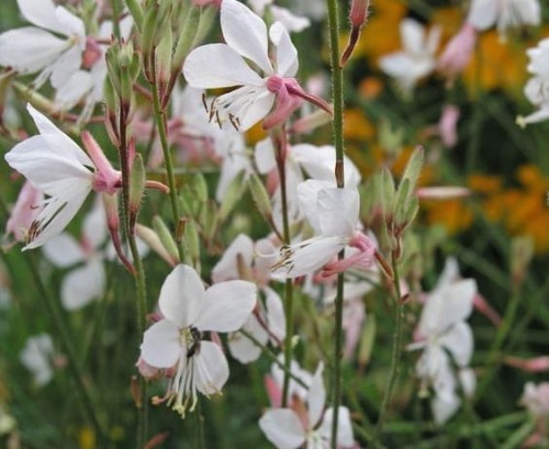 gaura 1.jpeg