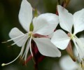 gaura 2.jpeg