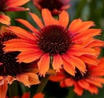 JEŻÓWKA ORANGE PEARL Echinacea 'Orange Pearl' – Pomarańczowe Kwiaty i Magnes dla Pszczół