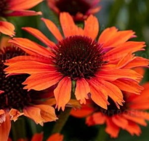 JEŻÓWKA ORANGE PEARL Echinacea 'Orange Pearl' – Pomarańczowe Kwiaty i Magnes dla Pszczół