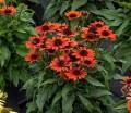 echinacea-orange-pearl_3.jpg