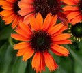 echinacea-orange-pearl_2.jpg