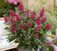 BUDLEJA DAWIDA  'BUTTERFLY CANDY LITTLE RUBY'  (Buddleja davidii)  – Kompaktowy Krzew Przyciągający Motyle