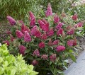 byliny-i-trawy_buddleja_75483_4.jpg