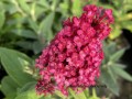 IMG_1594.jpeg