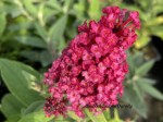 BUDLEJA DAWIDA  'BUTTERFLY CANDY LITTLE RUBY'  (Buddleja davidii)  – Kompaktowy Krzew Przyciągający Motyle