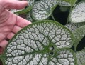 Brunera wielkolistna Sea Heart Brunnera macrophylla zieloneogrody.jpg