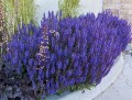 salvia-deep-blue-field_5.jpg