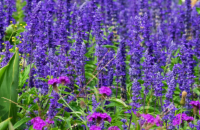 SZAŁWIA OMSZONA BLUE FIELD'  (Salvia nemorosa) –  Intensywnie Niebieska Odmiana o  Długim Kwitnieniu