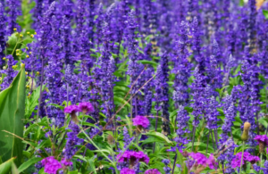 SZAŁWIA OMSZONA BLUE FIELD'  (Salvia nemorosa) –  Intensywnie Niebieska Odmiana o  Długim Kwitnieniu