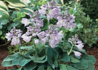 HOSTA Blue Mouse Ears MYSZKA Funkia 