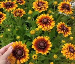 Rudbekia Smiley TIGER Rudbeckia 