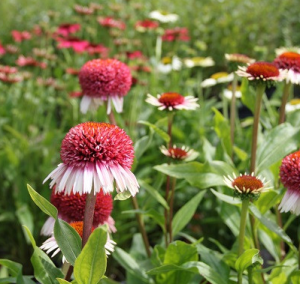 JEŻÓWKA ECHINACEA Strawberry and Cream