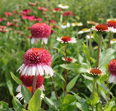 JEŻÓWKA ECHINACEA Strawberry and Cream