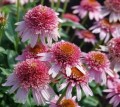 echinacea butterfly kisses 3.jpg