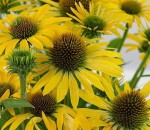 JEŻÓWKA 'FOUNTAIN YELLOW' (Echinacea) – Słoneczna Bylina Przyciągająca Owady