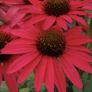 JEŻÓWKA 'GLOWING DREAM' (Echinacea hybrida) – Efektowna Nowość o Jaskraworóżowych Kwiatach