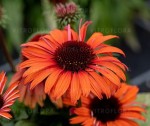 JEŻÓWKA 'MEDITATION ORANGE' (Echinacea purpurea) – Kompaktowa Pomarańczowa Odmiana na Słoneczne Rabaty