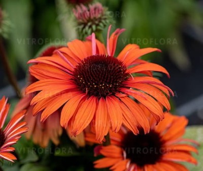 JEŻÓWKA 'MEDITATION ORANGE' (Echinacea purpurea) – Kompaktowa Pomarańczowa Odmiana na Słoneczne Rabaty